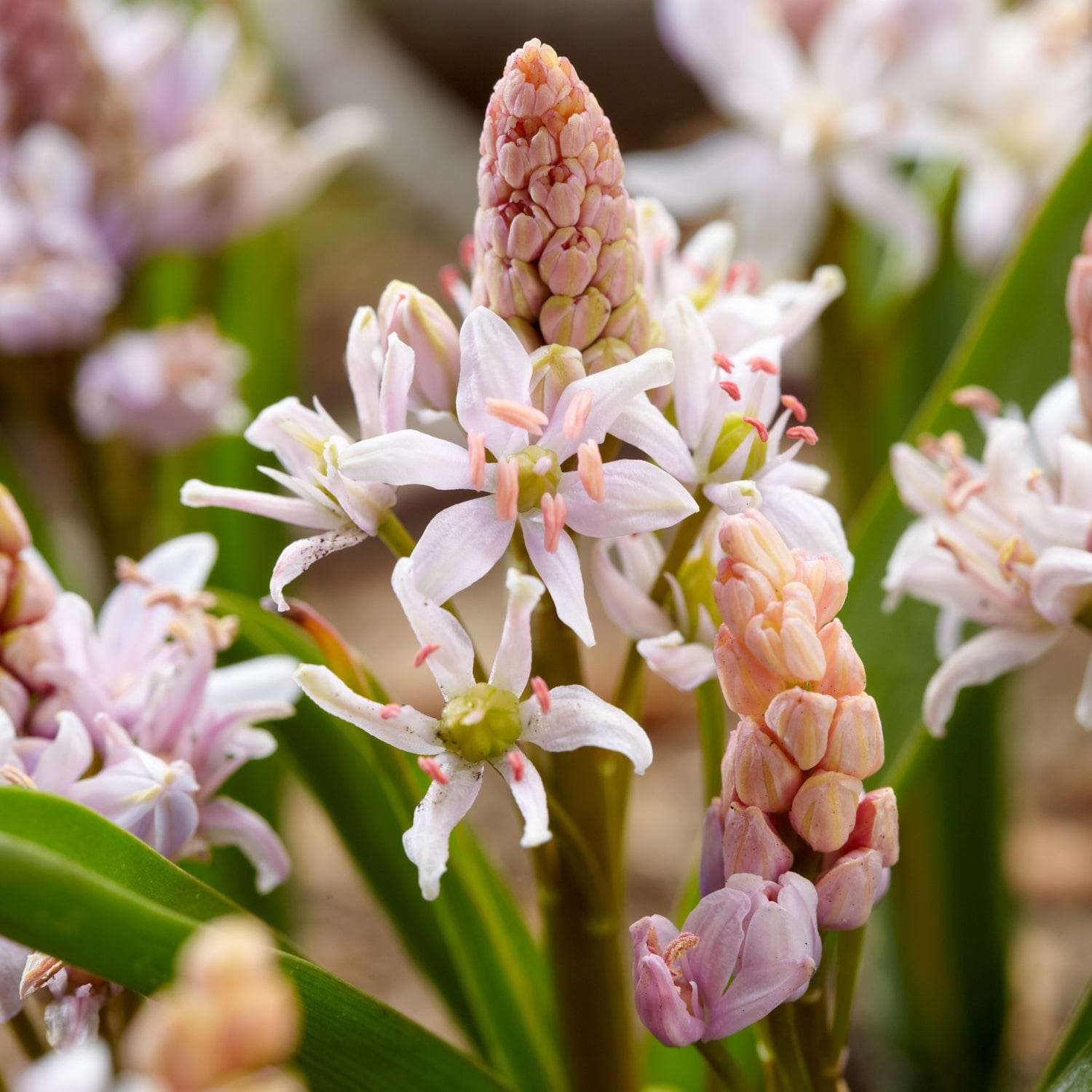 Blaustern (Scilla) 'Bifolia Rosea' - Scilla